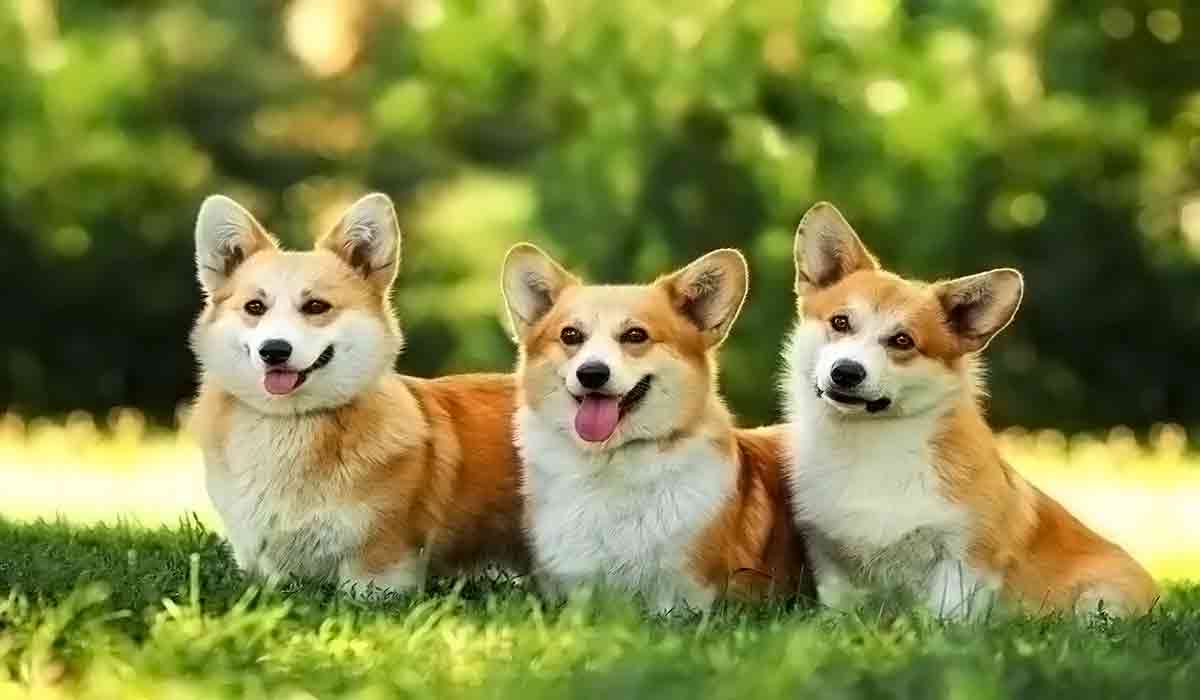 ddos攻击工具